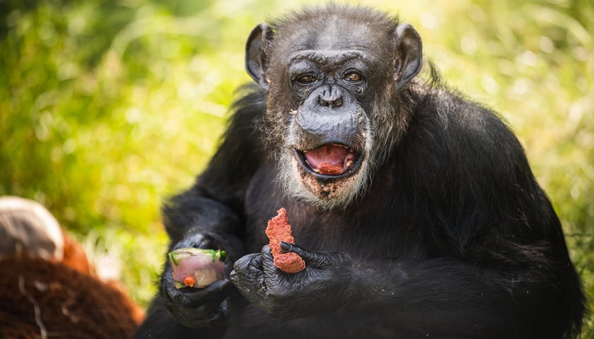 Kasia, najstarsza szympansica w Polsce