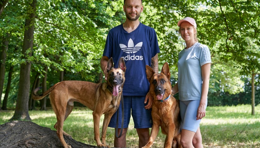 Powiększ obraz: <p>Krzysztof Podemski i Klaudia Kaczmarek, trenerzy ze swoimi psami w parku: od lewej owczarek belgijski Dante i owczarek niemiecki - Dolar</p>
<p>&nbsp;</p>