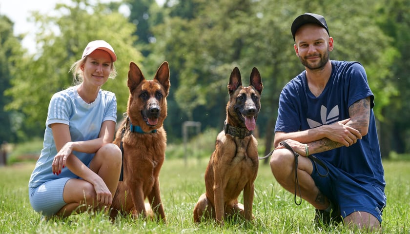 Trenerzy psów: Klaudia Kaczmarek i Krzysztof Podemski ze swoimi psami - Dolarem (z lewej - owczarek niemiecki) i Dantem (owczarek belgijski) w parku, na trawie