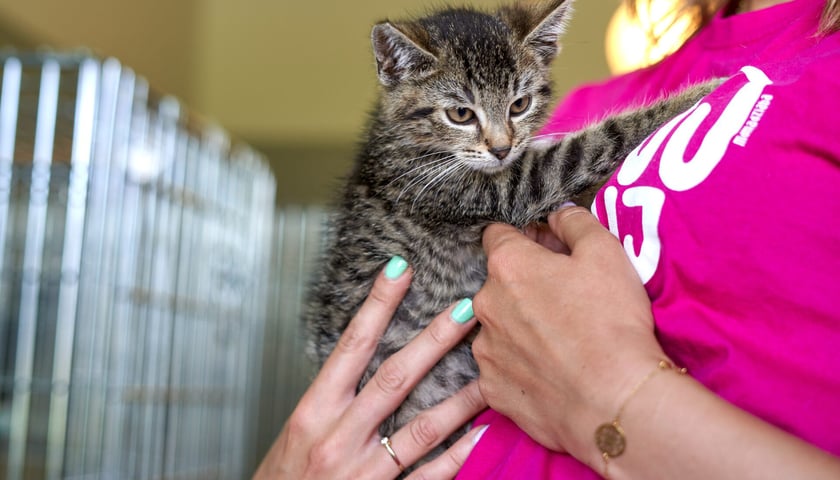 Do schroniska codziennie trafiają kociaki. Część z nich jest już gotowa do adopcji, a inne muszą jeszcze przejść obowiązkową kwarantannę. W licznym stadku maluch&oacute;w są zar&oacute;wno kocury, jak i kotki. Są kochane i potrzebują wspaniałych opiekun&oacute;w! Odpowiedzialnych ludzi wrocławskie schronisko zaprasza na miejsce, gdzie można poznać kocięta i podarować dom. Proponujemy adopcję w tzw. "dwupaku" - kociaki świetnie czują się w swoim towarzystwie, a człowiek może obserwować ich przyjaźń i długie wsp&oacute;lne zabawy.