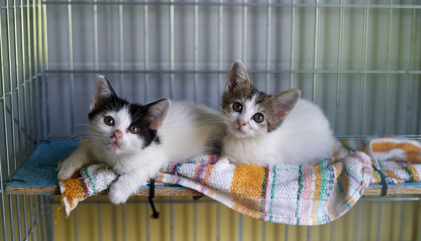 Do schroniska codziennie trafiają kociaki. Część z nich jest już gotowa do adopcji, a inne muszą jeszcze przejść obowiązkową kwarantannę. W licznym stadku maluch&oacute;w są zar&oacute;wno kocury, jak i kotki. Są kochane i potrzebują wspaniałych opiekun&oacute;w! Odpowiedzialnych ludzi wrocławskie schronisko zaprasza na miejsce, gdzie można poznać kocięta i podarować dom. Proponujemy adopcję w tzw. "dwupaku" - kociaki świetnie czują się w swoim towarzystwie, a człowiek może obserwować ich przyjaźń i długie wsp&oacute;lne zabawy.