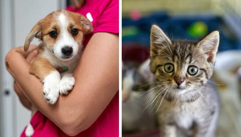 Szczeniak Dyzio i mały kotek to jedne z wielu zwierząt z wrocławskiego schroniska, które czekają na nowy dom