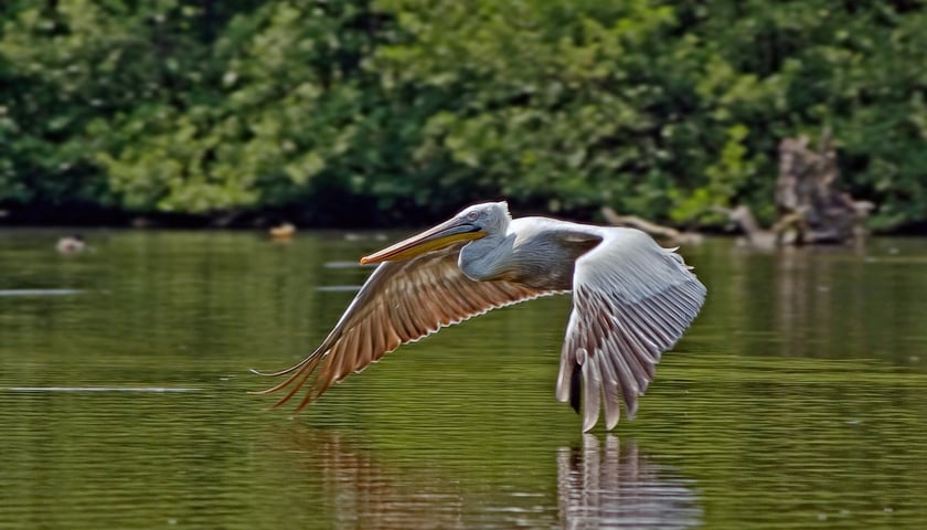 Pelikan lecący nad wodą. Zdjęcie ilustracyjne