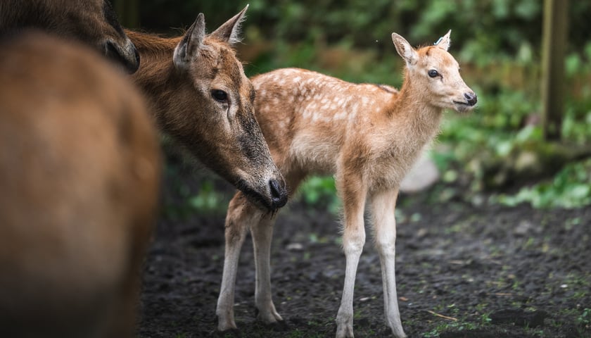 Powiększ obraz: W Zoo Wrocław urodziły się młode milu i oryksy