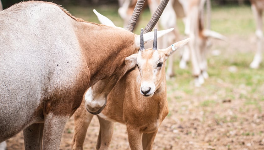 Powiększ obraz: W Zoo Wrocław urodziły się młode milu i oryksy