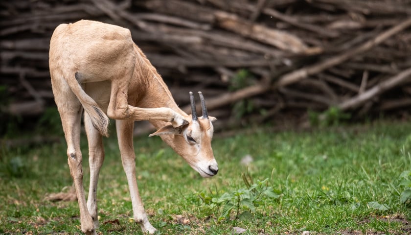 Powiększ obraz: W Zoo Wrocław urodziły się młode milu i oryksy