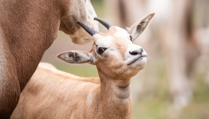 Młody oryks z mamą w Zoo Wrocław