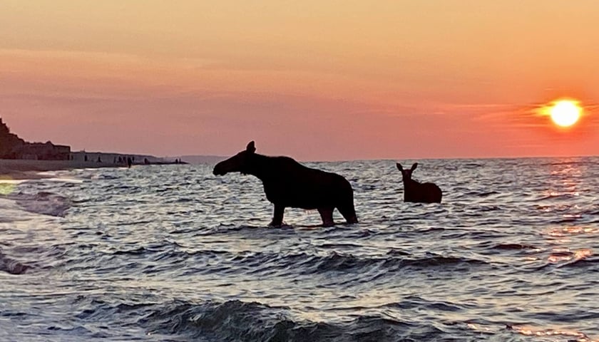 Para kąpiących się w Bałtyku łosi o zachodzie słońca.
