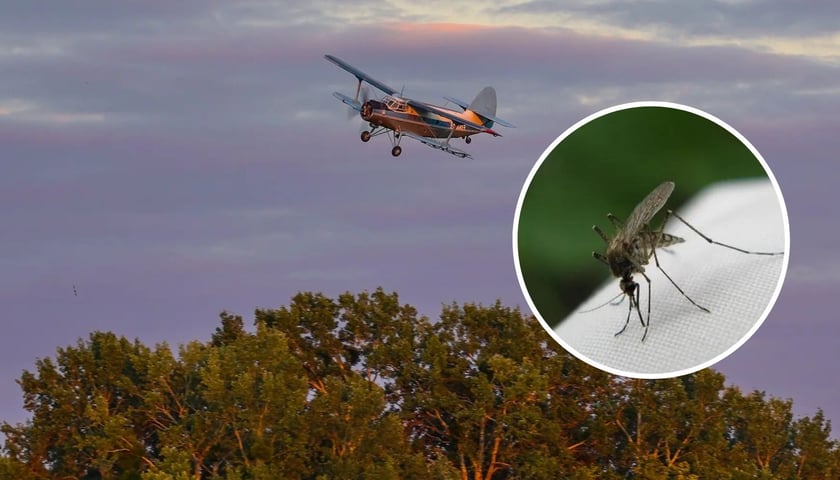 Samolot dokonujący oprysków we Wrocławiu, w kółku komar
