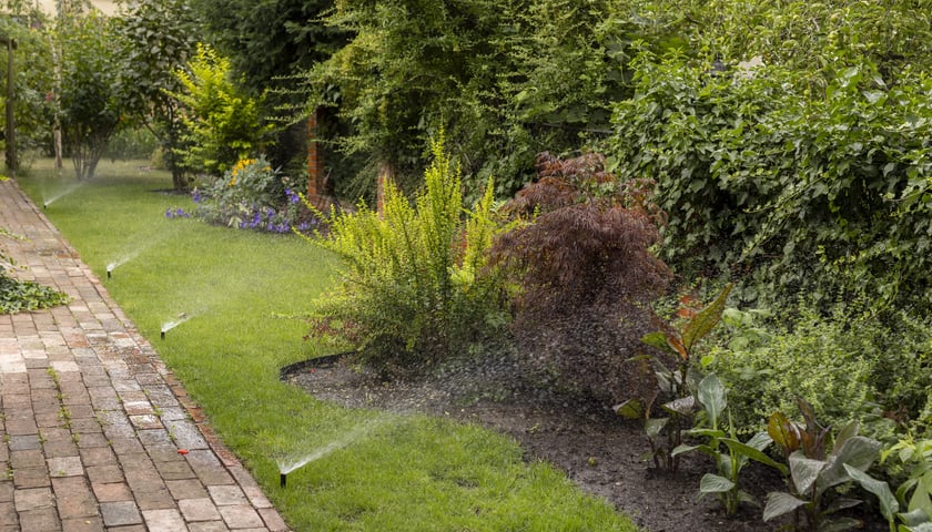 ogród podlewany deszczówką