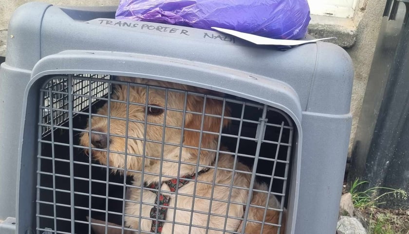 Borys został porzucony przed azylem Ekostraży. Na zdjęciu pies w transporterze