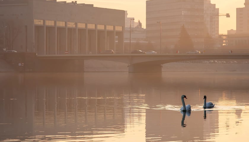 Dwa łabędzie płynące Odrą na tle mostu Pokoju we Wrocławiu. Wschodzi słońce, powietrze jest lekko zamglone, na moście  ruch samochodowy. Zdjęcie ilustracyjne.