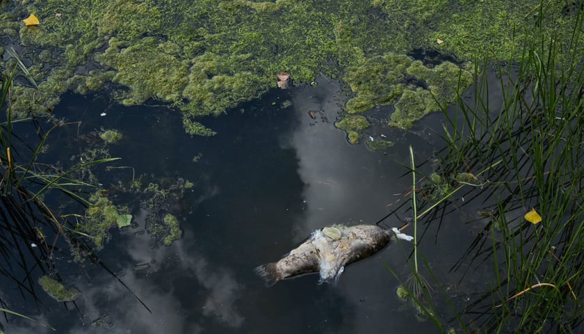 śnięta ryba w Odrze, zdjęcie ilustracyjne