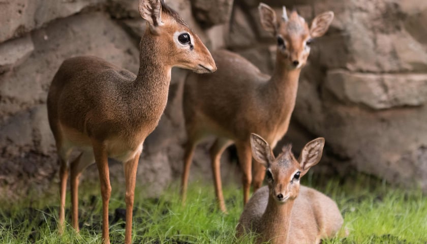 Powiększ obraz: <p>Dikdik</p>