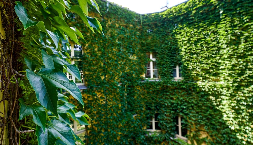 Pnącze w patio przy pl. Solnym
