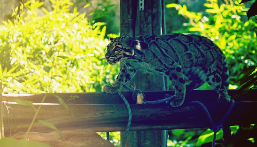 Międzynarodowy Dzień Pantery Mglistej we wrocławskim zoo