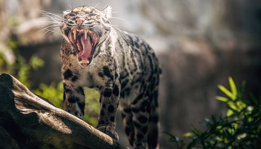 Międzynarodowy Dzień Pantery Mglistej we wrocławskim zoo