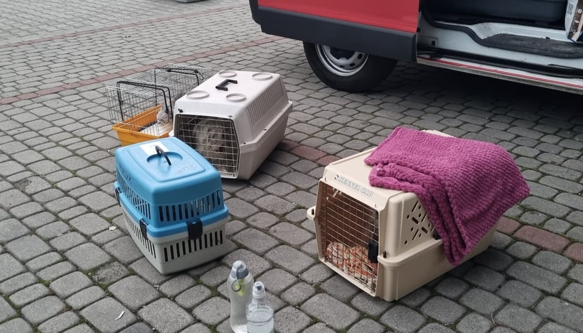 Zwierzęta przywiezione przez wolontariuszy z obwodu chersońskiego