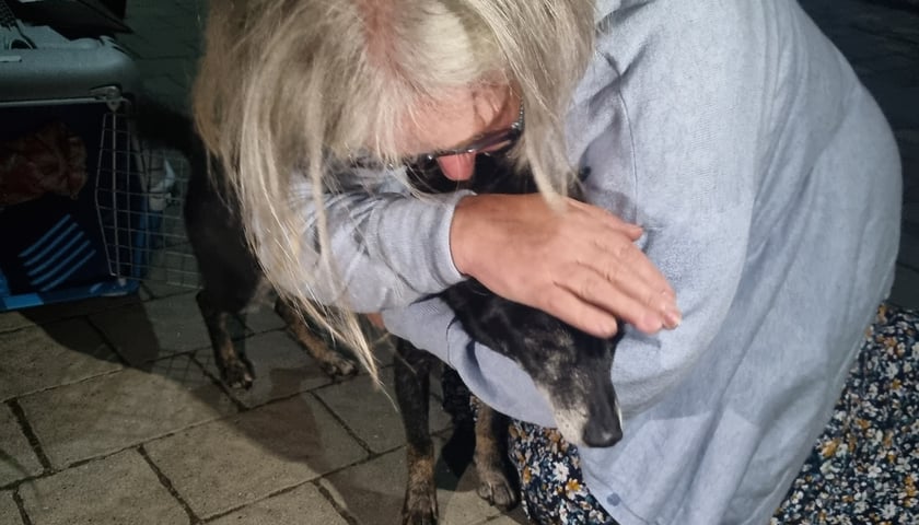 Pies przywieziony z obwodu chersońskiego, który po długiej rozłące wrócił do właścicielki. Na zdjęciu kobieta przytulająca niedużego psa. 