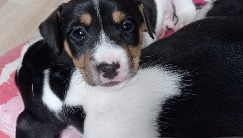 Jeden ze szczeniaków do adopcji