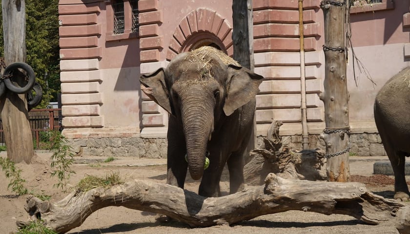 słonica Birma