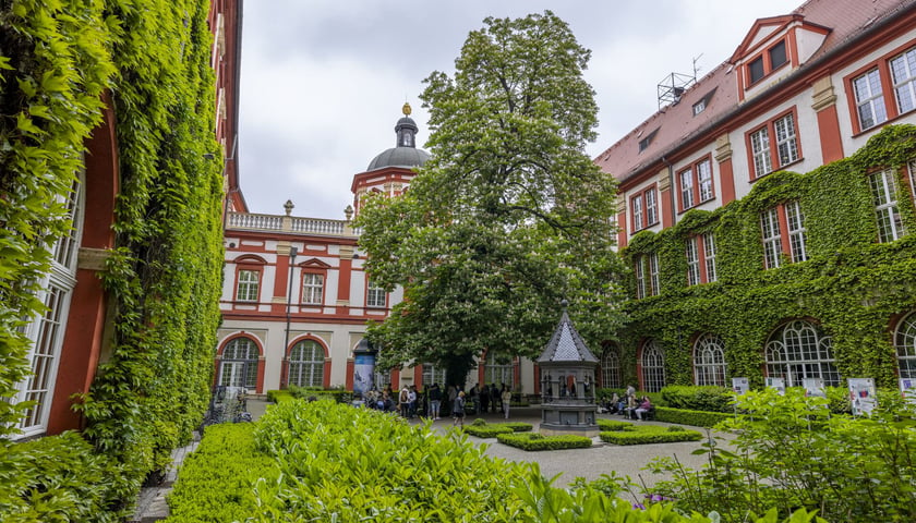 kasztanowiec na dziedzińcu Ossolineum