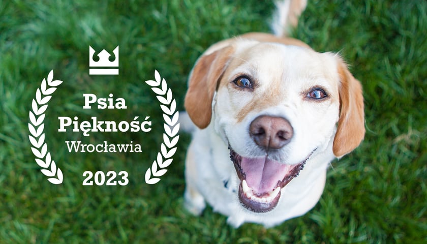 Pies patrzący w obiektyw, po lewej stronie logo konkursu Psia Piękność Wrocławia 2023