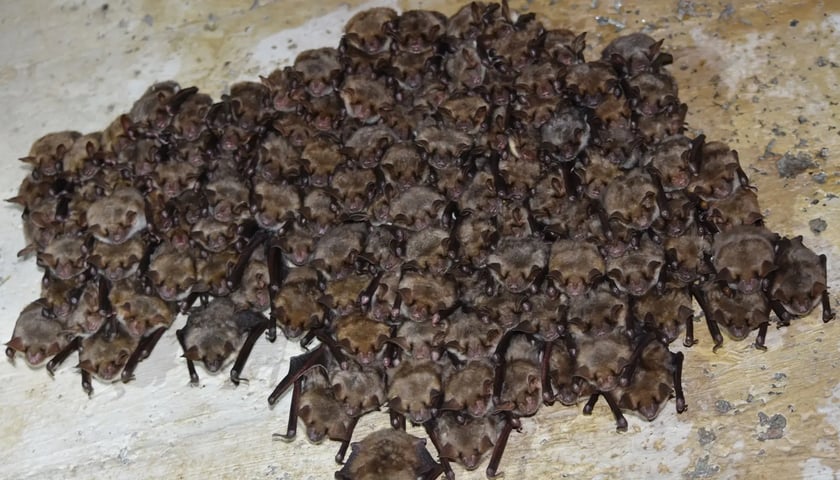 Powiększ obraz: Nietoperze zwisające z sufitu