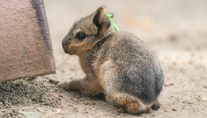 Mała mara patagońska z wrocławskiego zoo