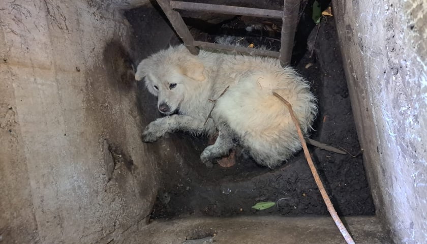 Pies o jasnej sierści uwięziony w studzience
