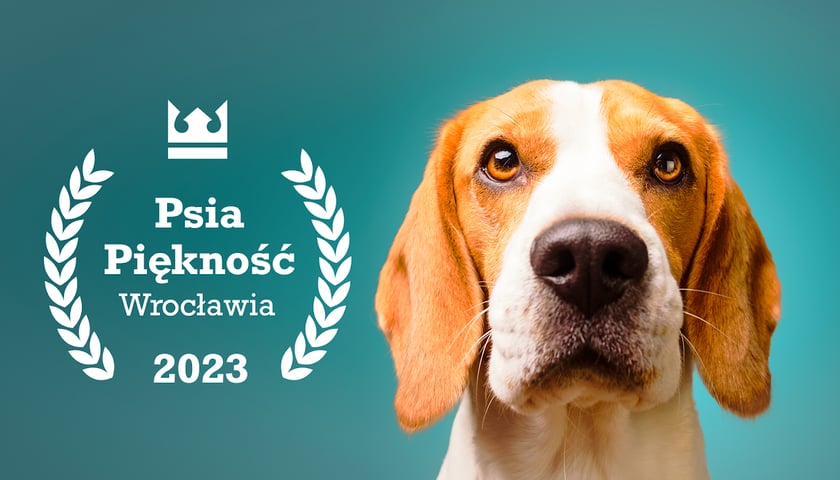 Pies patrzący w obiektyw, po lewej stronie logo konkursu Psia Piękność Wrocławia 2023