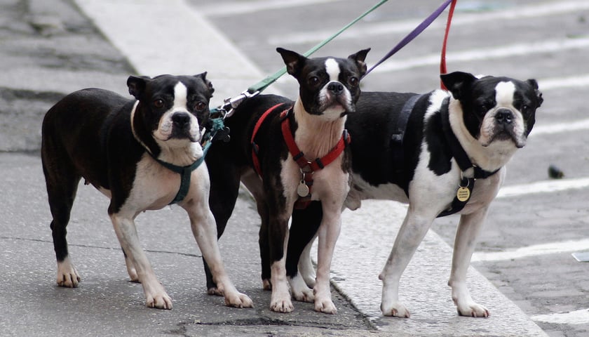 Trzy psy na spacerze