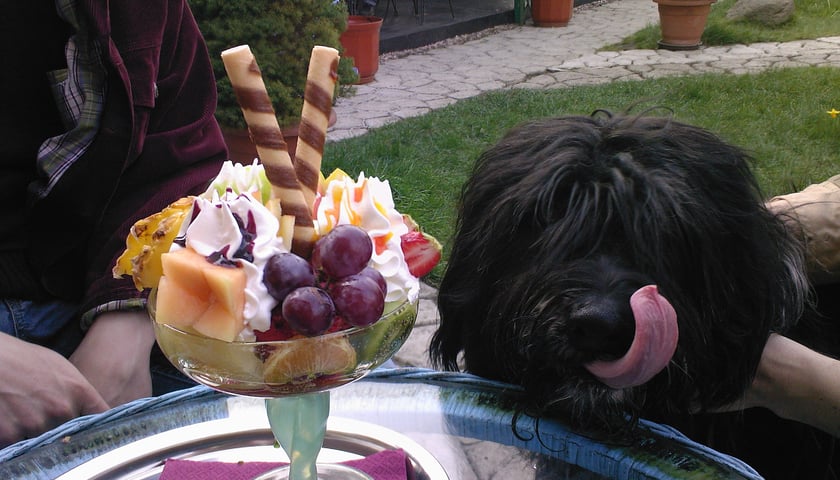 Pies oblizuje się przy pucharze z lodami