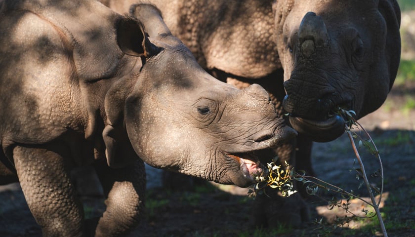 Nosorożce z wrocławskiego zoo