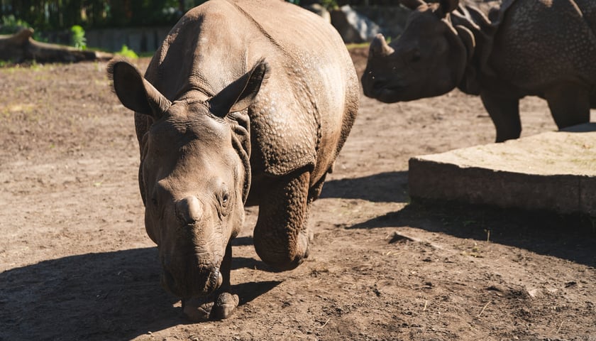 Nosorożec na wybiegu we wrocławskim zoo