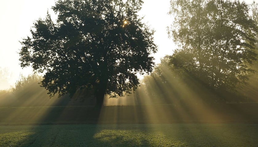 Wschód słońca na łące w pobliżu jazu Opatowice. Na zdjęciu promienie wschodzącego słońca przesączające się przez koronę drzewa.