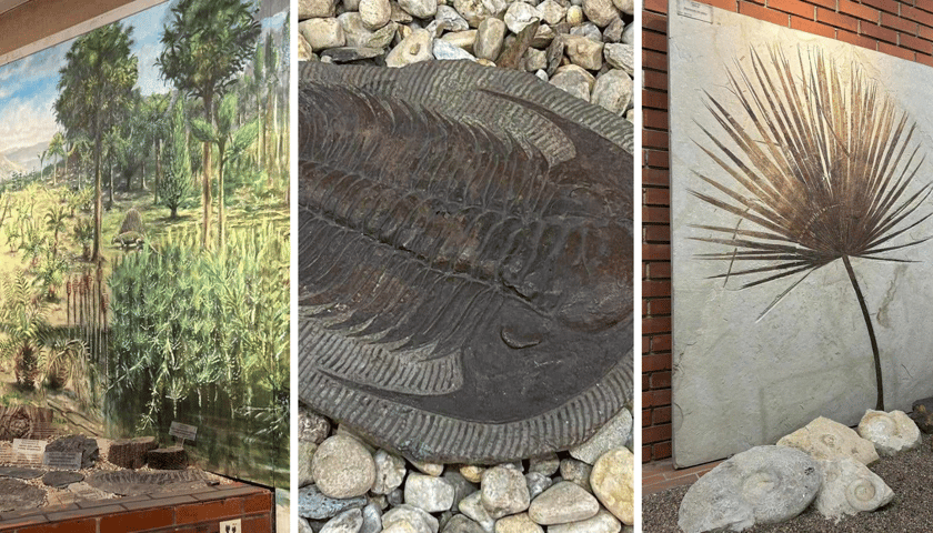 Piknik Paleontologiczny we Wrocławiu. Dwa zdjęcia przedstawiający skamieniałości i jedno z grafiką przedstawiającą wizję świata sprzed milionów lat.