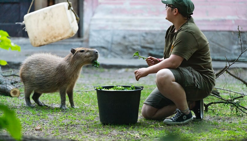 Powiększ obraz: Opiekun zwierząt z zoo Wrocław. Patrycja Dombek, Wydział Zwierząt Kopytnych