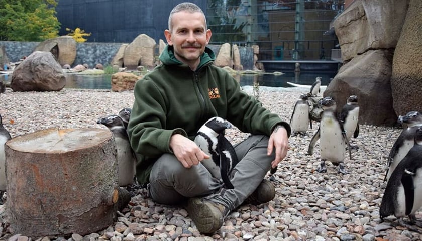 Opiekun pingwinów z wrocławskiego zoo, siedzi na wybiegu, na nim jeden z pingwinów