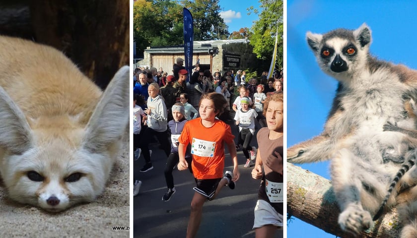 Kolaż trzech zdjęć: fenek, biegacze w poprzedniej edycji Wild Run, lemur