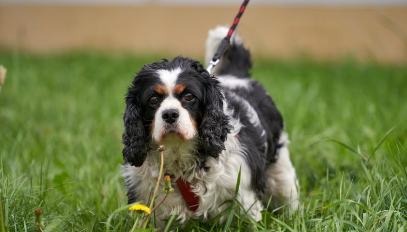 Jenny to ok. 8-letnia cavalierka, kt&oacute;ra do schroniska trafiła jako znaleziona. Suczka jest niezwykle urocza! Kocha ludzi i ciągle chce być przy opiekunie. Dogaduje się z innymi psami i kotami. Jenny ma chore serduszko i musi przyjmować leki na stałe.