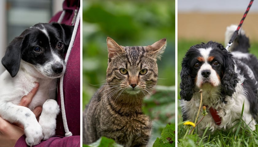 Psy i koty patrzą w obiektyw - możesz je adoptować odwiedzając wrocławskie schronisko dla bezdomnych zwierząt