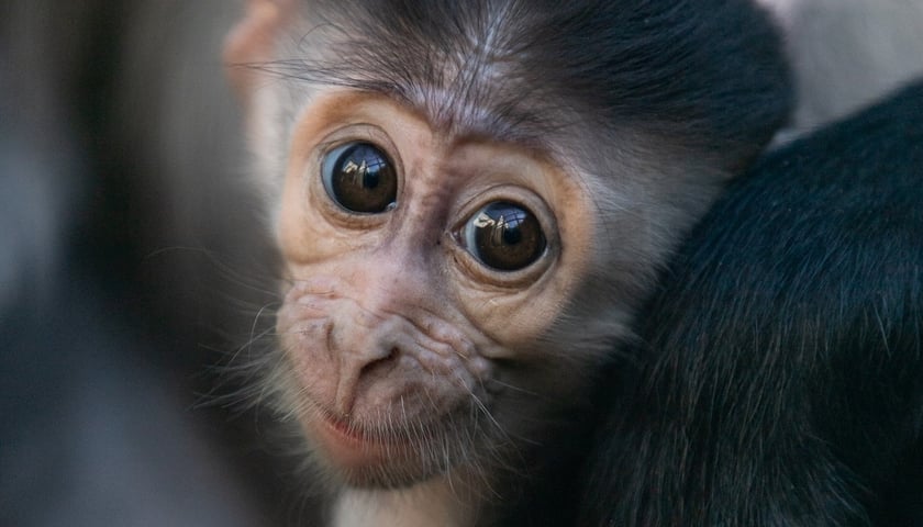 Młoda mangaba rudoczelna z wrocławskiego zoo.