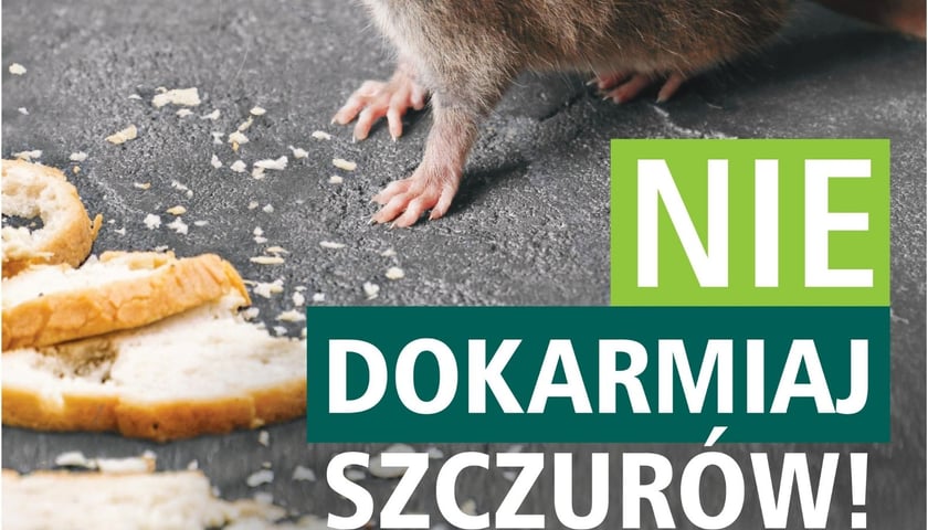 Powiększ obraz: Plakat - nie dokarmiaj szczurów