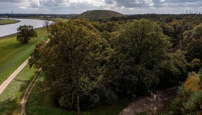 Las Pracki jest urokliwy, ale przede wszystkim stanowi ostoję dla rzadkich gatunków fauny i flory. 