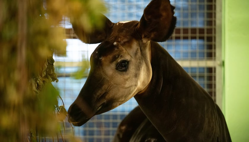 Okapi