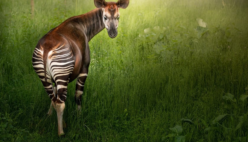 Okapi