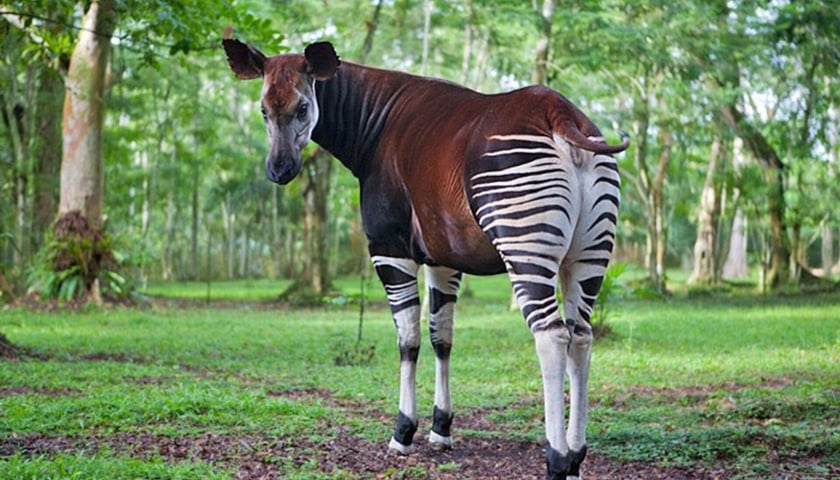 Powiększ obraz: Okapi