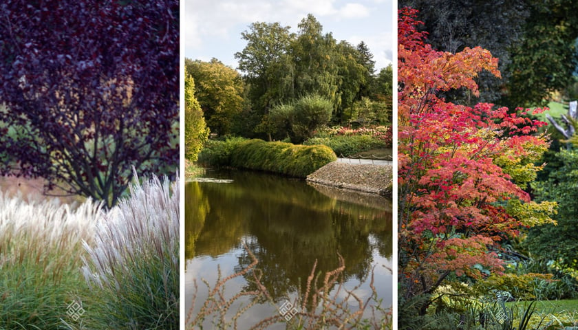 Kolorowa jesień w Arboretum Wojsławice - drzewa i krzewy