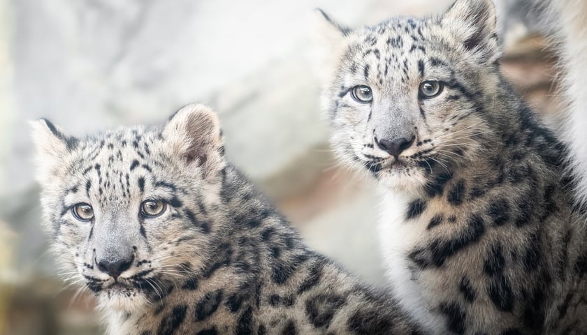 Asha i Kara, kilkumiesięczne pantery śnieżne z wrocławskiego zoo